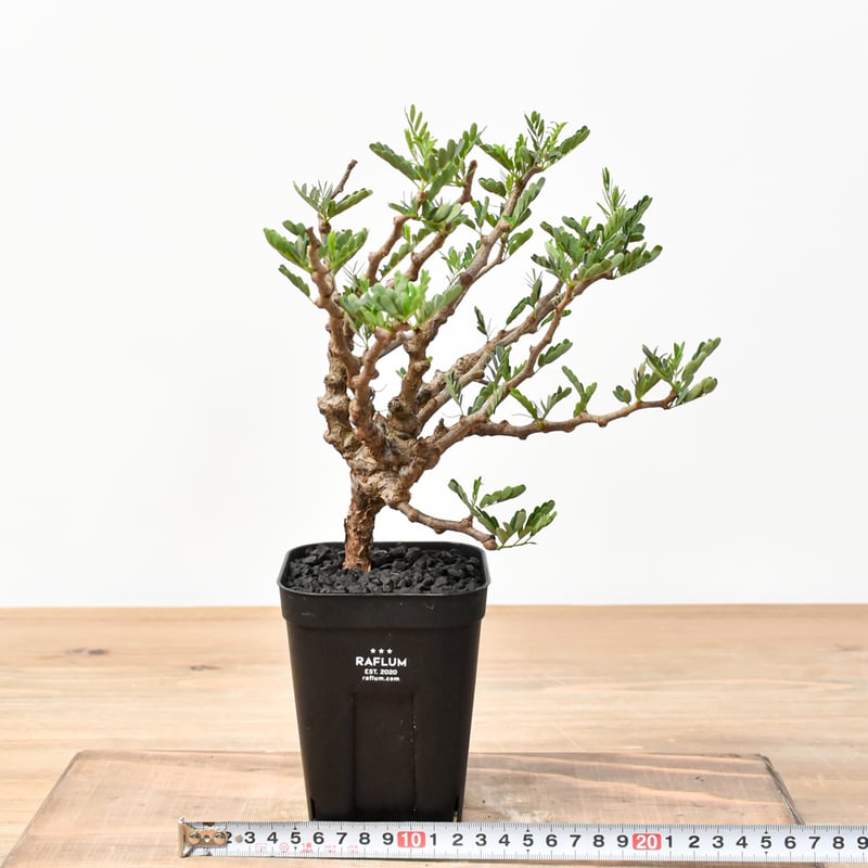 センナ メリディオナリス 発根済み 【公式通販】