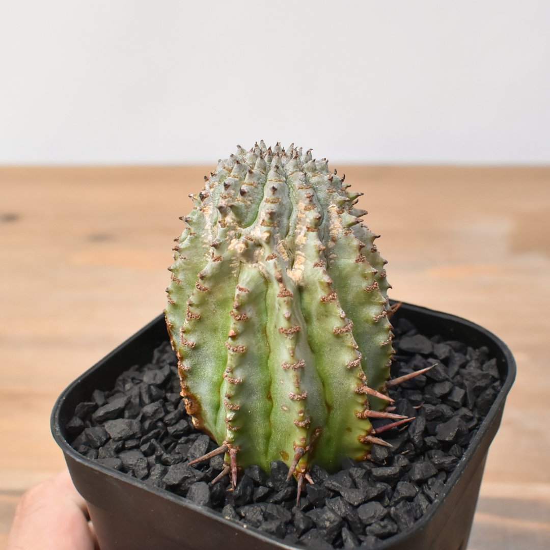 ユーフォルビア ホリダ 