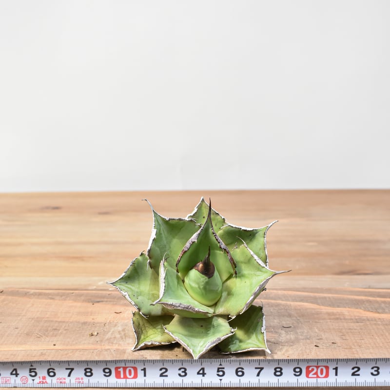 アガベ チタノタ 