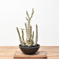 アガベ チタノタ フクロウ / 猫頭鷹 , アザラシ / 海豹【台湾産/抜き苗