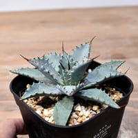 【あた】オペルクリカリアヒファエノイデス2本セット【匿名配送】 あた】オペルクリカリアヒファエノイデス2本セット【匿名配送