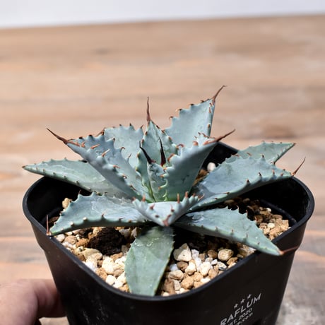 アガベ ハイブリット 日系イシスメンシス×象牙妖炎（陽炎エボリ）【台湾botanical_seeker産】RF25011410