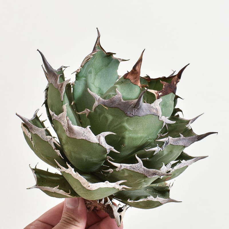 多肉植物アガべ マクロアカンサ錦黄中斑 極上大株