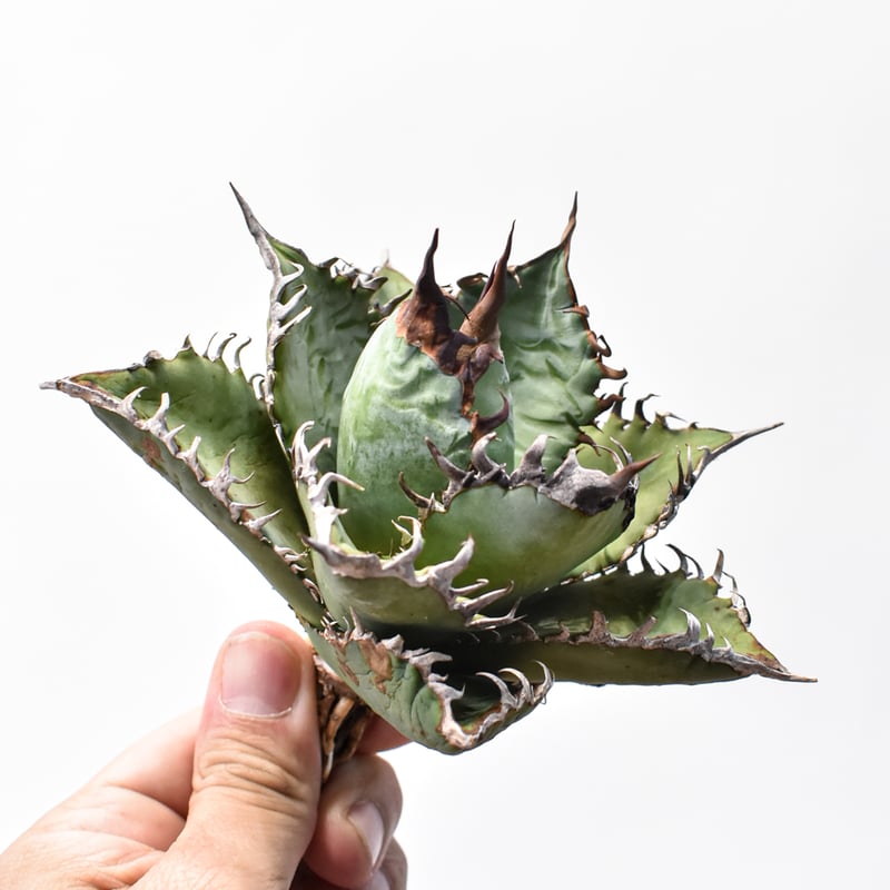 アガベ チタノタ 