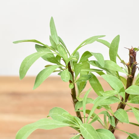 【“WACK” ON YOUR SIDE】フォークイエリア ファシクラータ WACK-A107