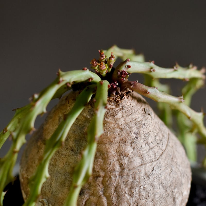 T059 珍奇塊根種 ユーフォルビア デシドゥア 現地球 T059 珍奇塊根種 ユーフォルビア デシドゥア 現地球 ユーフォルビア