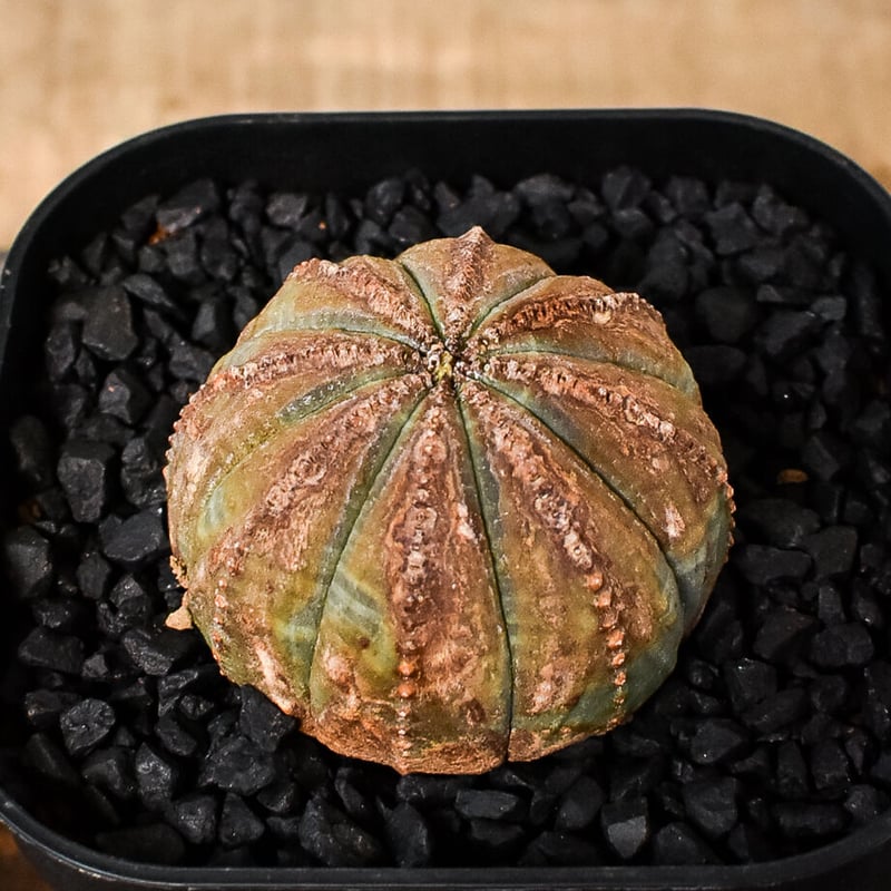 特大 ユーフォルビア 超オールド オベサ オールド】ユーフォルビア・オベサ Euphorbia obesa - HANS 多肉