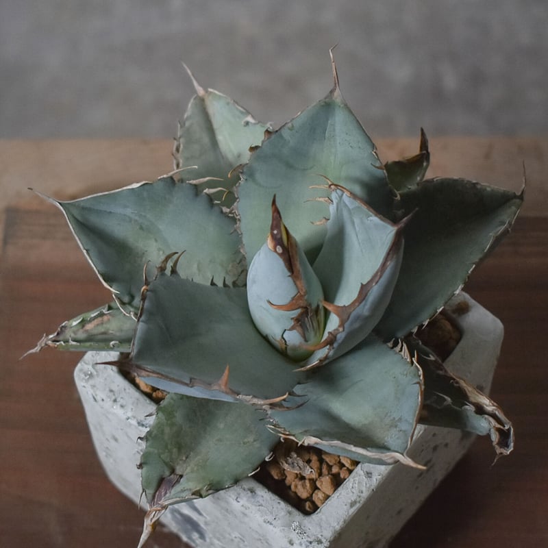 アガベチタノタ　ホワイトホーク アガベチタノタホワイトホーク