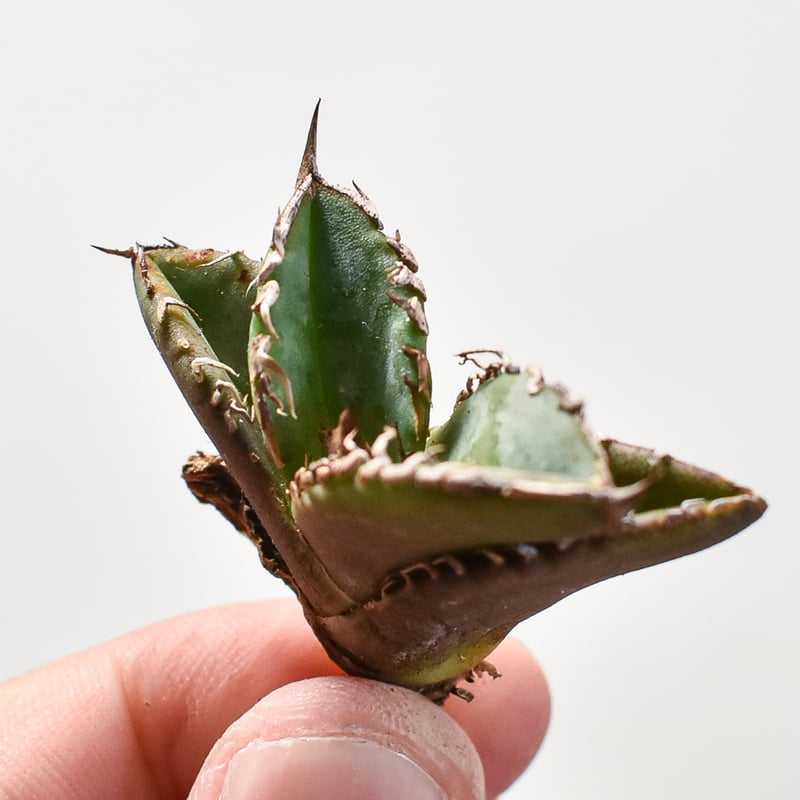 アガベ　朱雀　ベルリン産　子株 朱雀(スザク) ベルリン産 子株が2株😅親株も載せてます 気になる方はDM