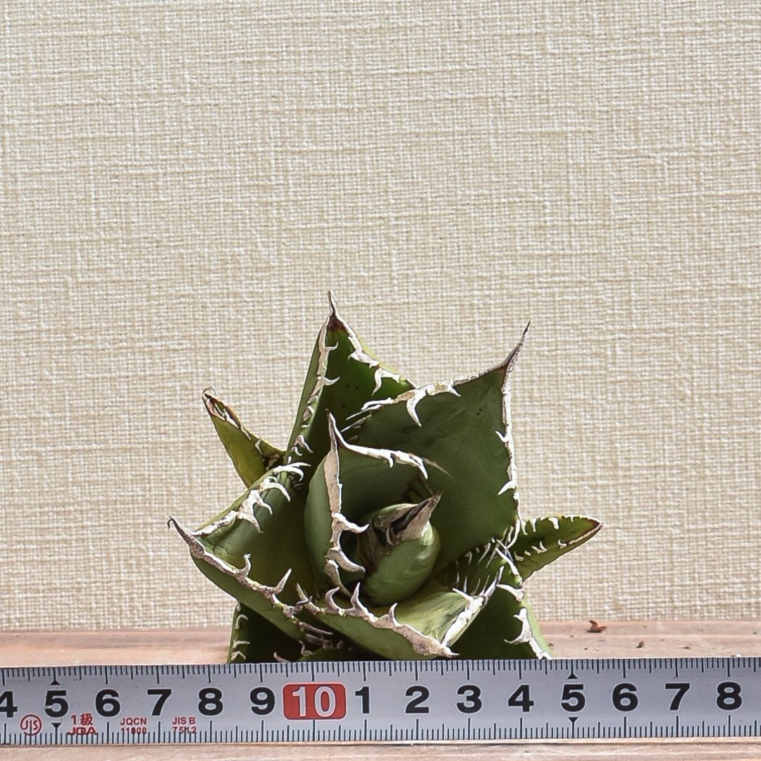 【希少種】 オオヘツカシダ 石垣島産 オオヘツカシダ (Bolbitis heteroclita) - PictureThis