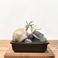 国内実生株 パキポディウム ウィンゾリー実生 12 (グラキリス パキプス 国内実生株 パキポディウム ウィンゾリー実生 12 (グラキリス パキプス