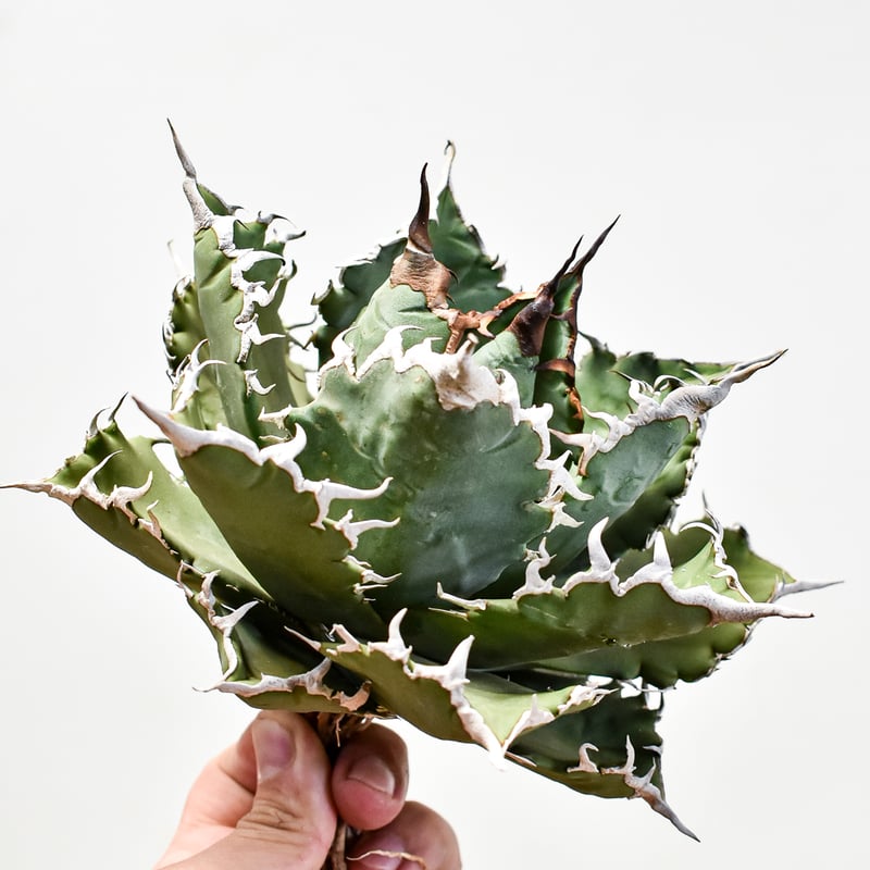 アガベ チタノタ ソーラーエクリプス 