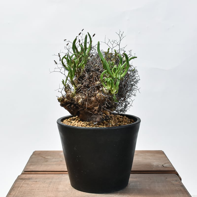 チレコドンレティキュレーツス　万物想　発根済 チレコドンレティキュレーツス 万物想 発根済 チレコドン