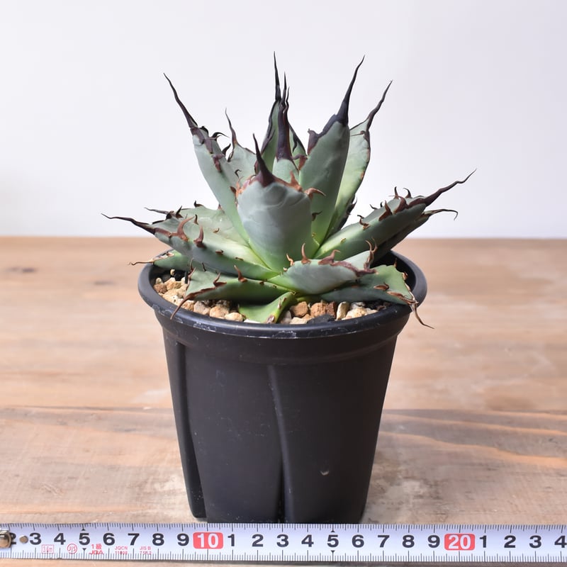 アガベ ハイブリット 象牙妖炎×黑帝斯 / エボリスピナ×ハデス 