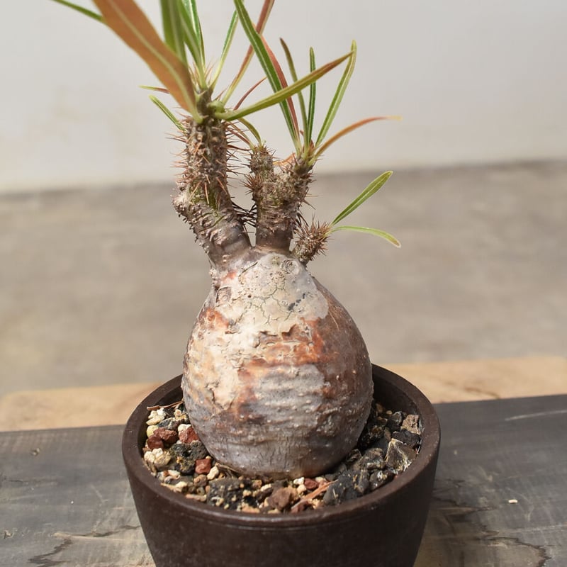 RAFLUMコレクション】パキポディウム グラキリス (発根済み) RF231817