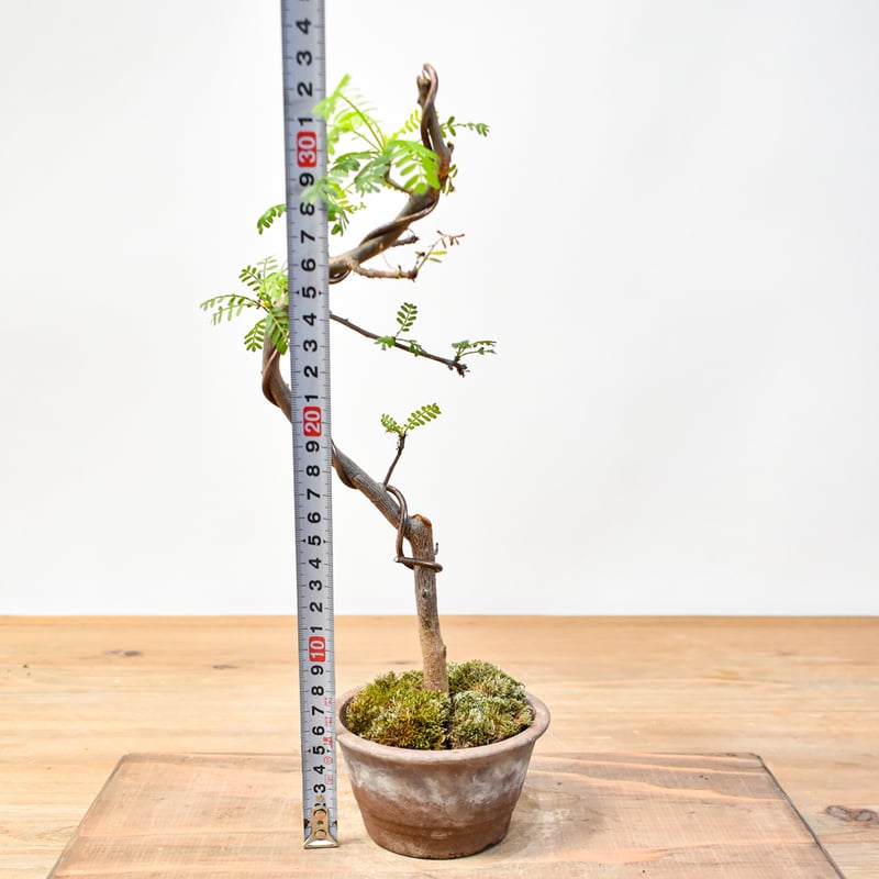 WACK” ON YOUR SIDE】ブルセラ ミクロフィラ WACK-A005 | RA