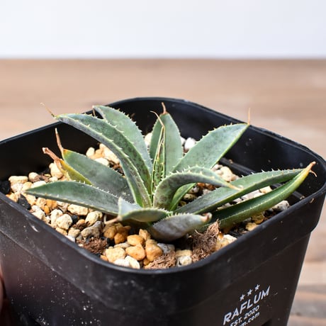 CATEGORY 夏型植物 | RAFLUM / ラフラム｜東京、大阪の塊根植物