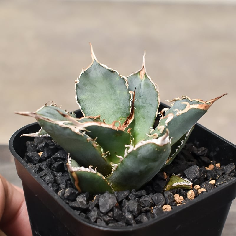 アガベ チタノタ 