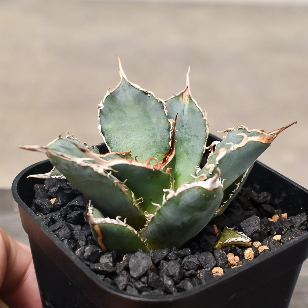 アガベ　シャークソウイ アガベ チタノタ 