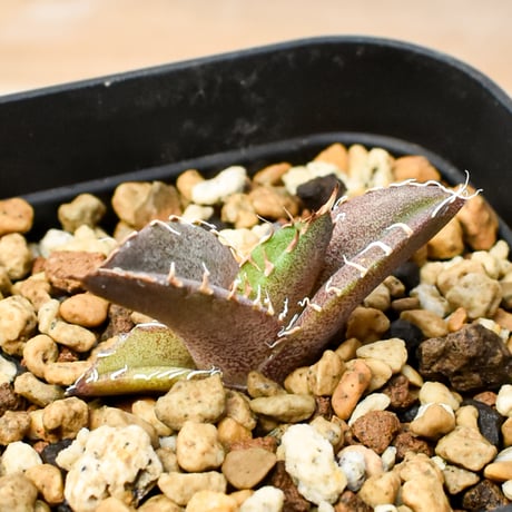 【RAFLUM育成株 5個セット】アガベ Mexico oteroi seeding / オテロイ実生 メキシコ産  【RAFLUM産/実生/子株】E