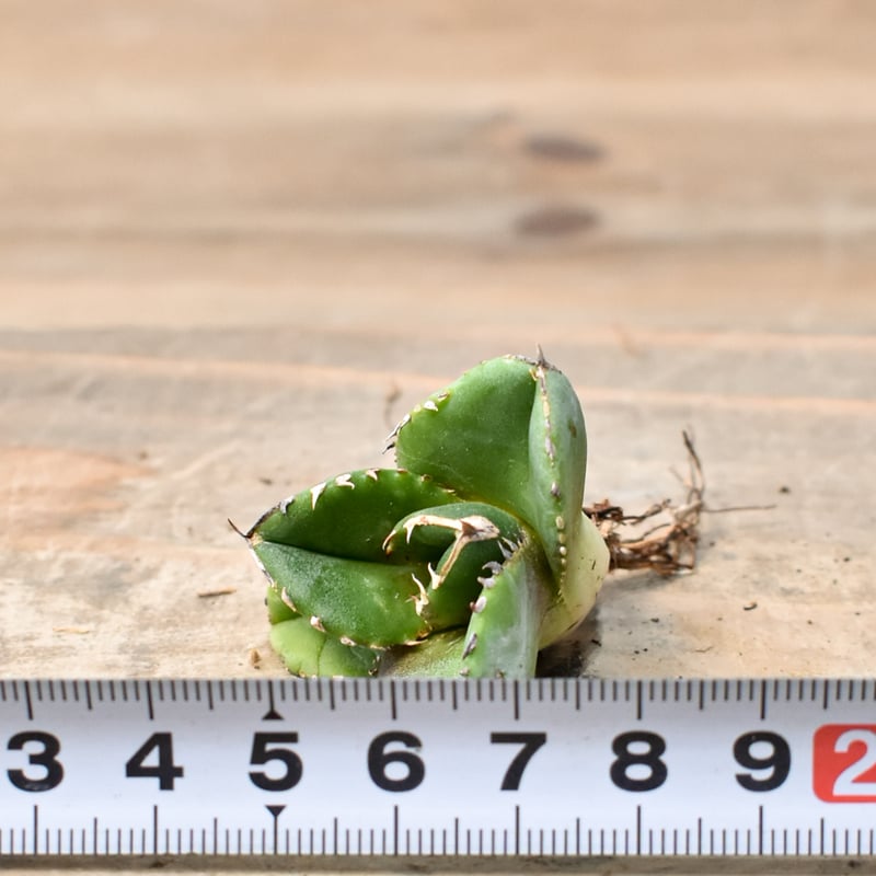 アガベモンタナ&デザーティーシンプレックス2株セット+おまけ付【10/31〆】 アガベモンタナ&デザーティーシンプレックス2株セット+おまけ付【10/31