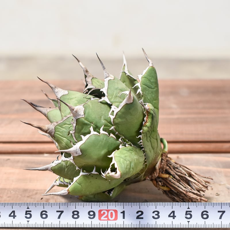 アガベ チタノタ 