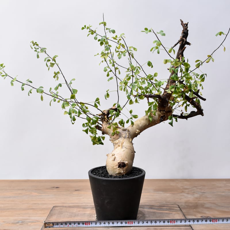 コミフォラカタフ　ソマリア　ピュア 手乗り コミフォラカタフ ピュア ソマリア産 Amazon.co.jp: 5.発