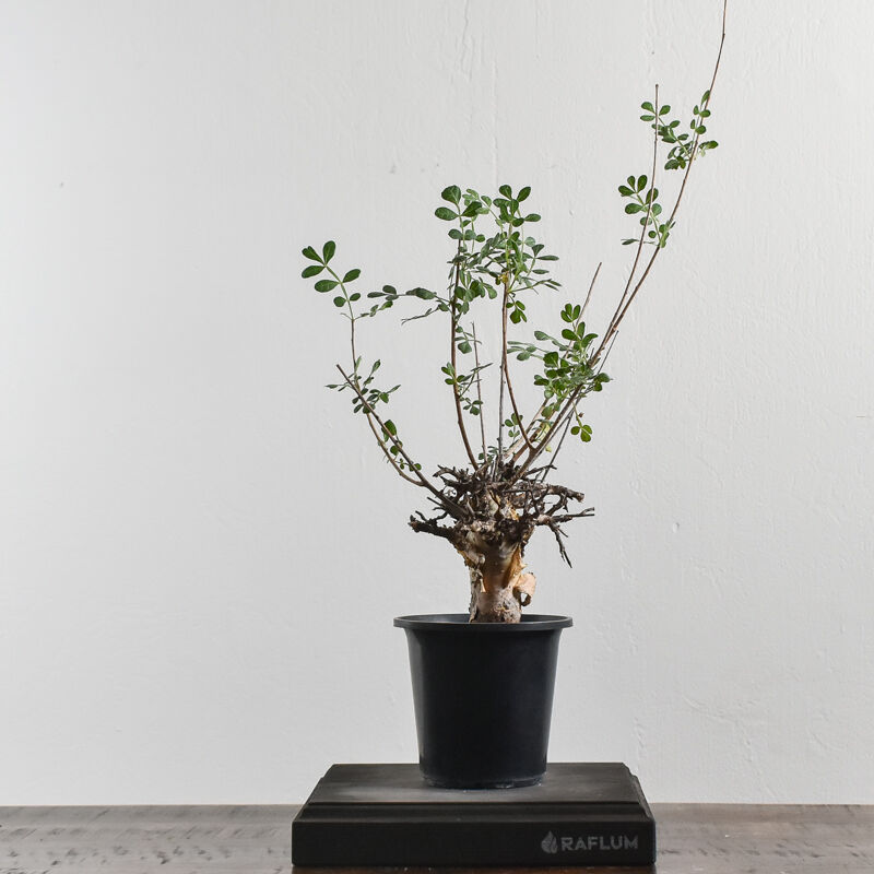 s*o様 CP11 コミフォラ ピンネイトリーブス 希少 良型 s*o様 CP11 コミフォラ ピンネイトリーブス 希少 良型