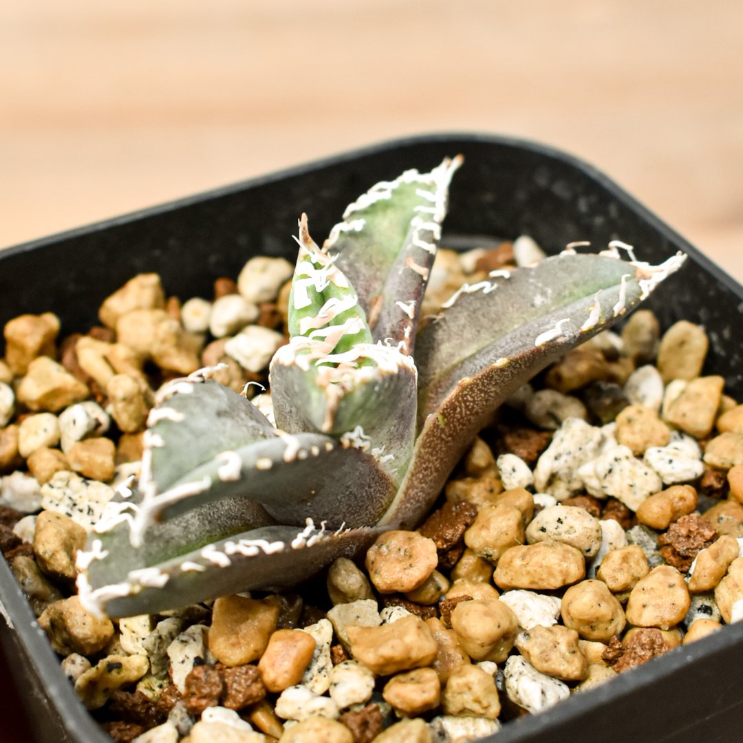 アガベ チタノタ ゴジラ アガベ チタノタ ゴジラ 【多肉植物 3号／1個売り】｜ 【植物の