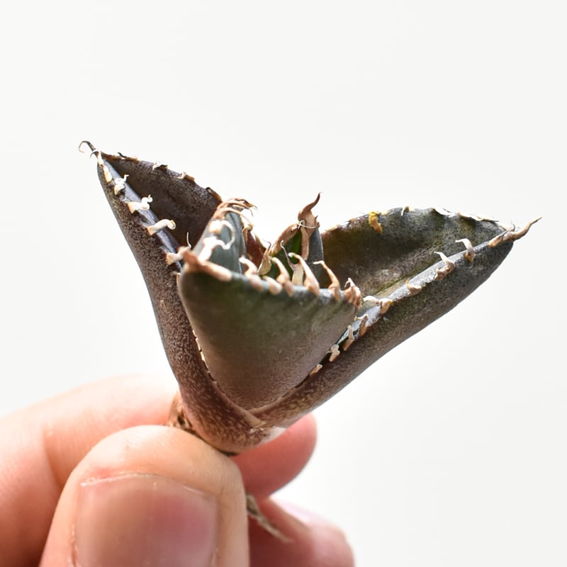 レア品種】アガベ チタノタ 