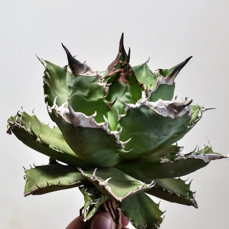 CATEGORY チタノタ ホワイトファイヤー | RAFLUM / ラフラム｜東京