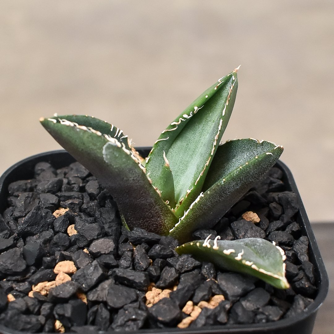 アガベ　チタノタ　オテロイ　ディアボロビアンコ　親株 アガベ チタノタ 