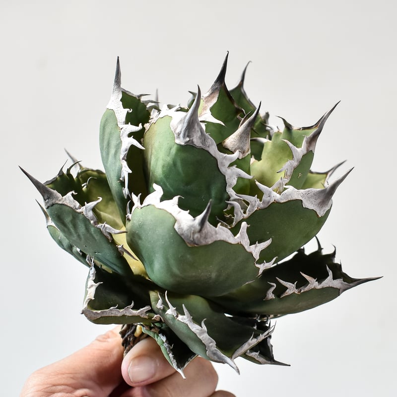 アガベ チタノタ シャークソード アガベシャークソード | STORES