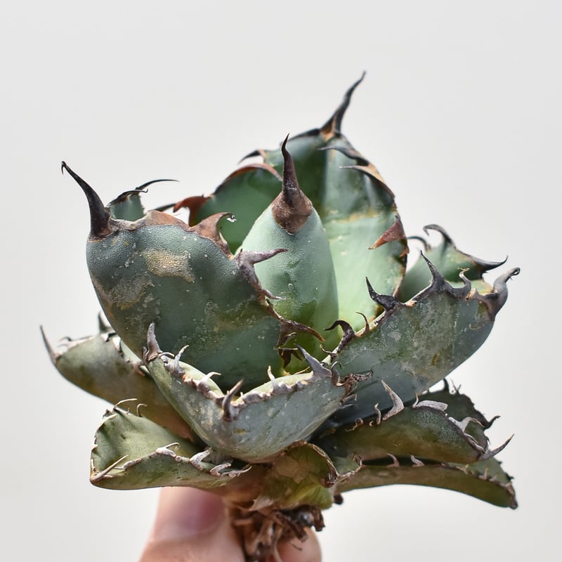 アガベ チタノタ ブラックアンドブルー / BB 藍球 【台湾産/抜き苗販売