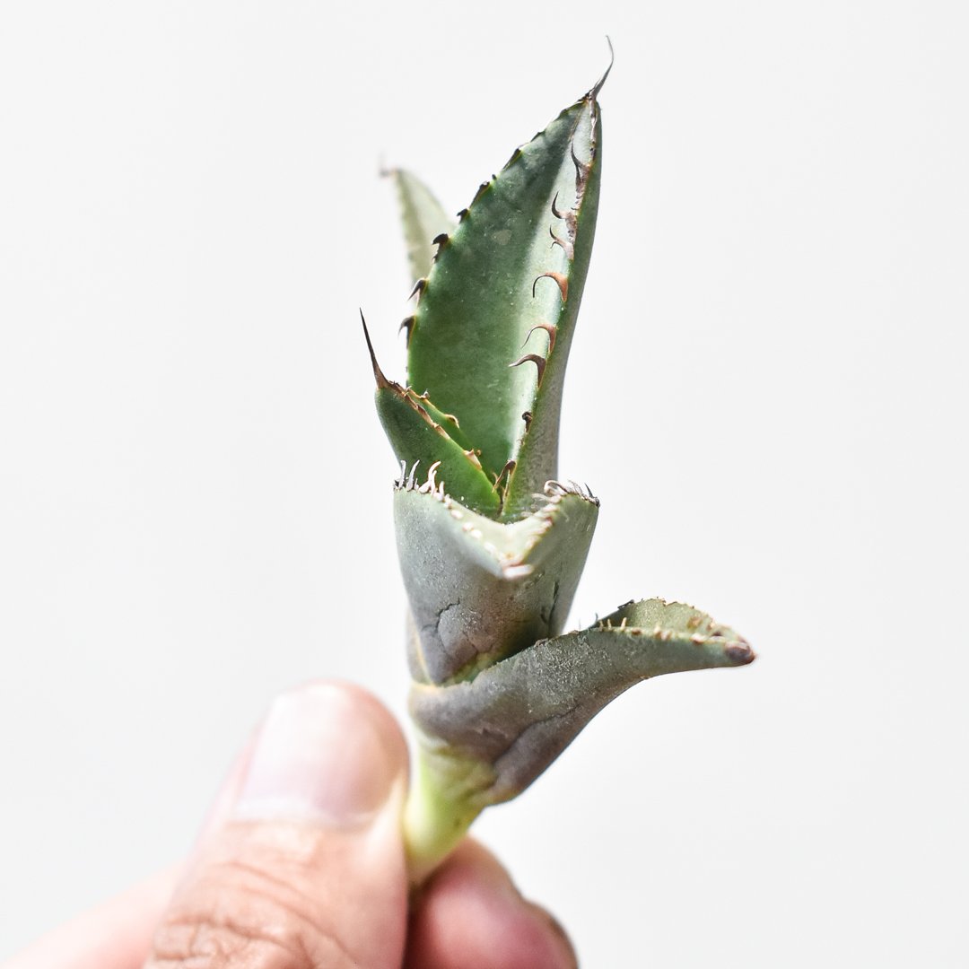 アガベ チタノタ 