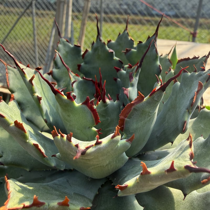 こ*う様 アガベ 特白肌怒雷神×血妖 子株 アガベ ハイブリット 