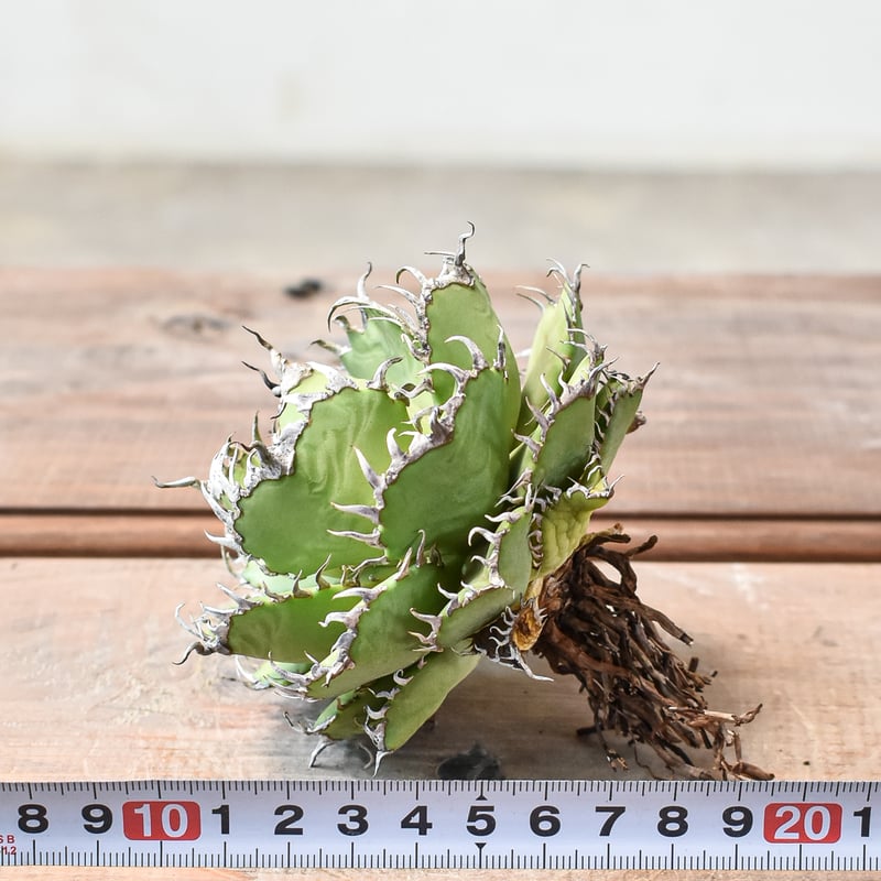 アガベ チタノタ フィリグリー