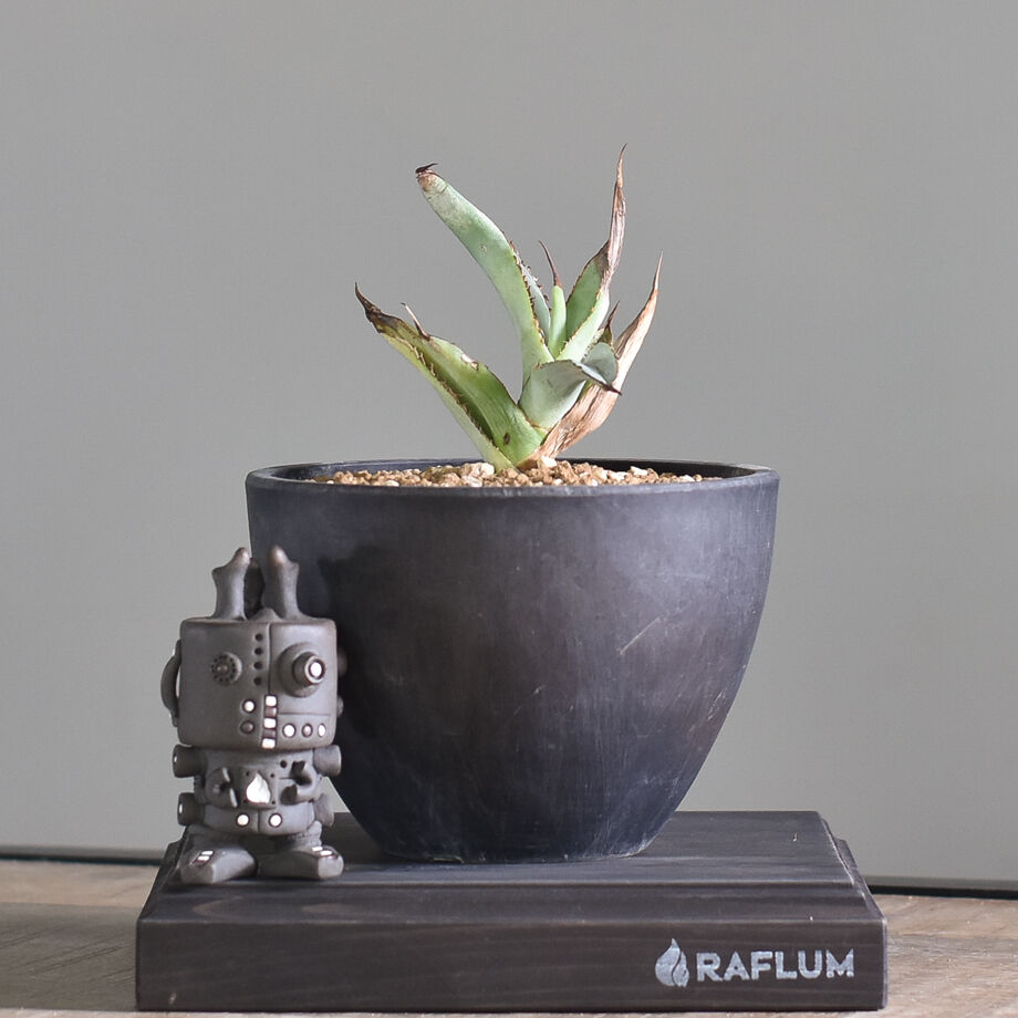 アガベ チタノタ ホワイトアイス 子株【良血統・大人気品種！親株の