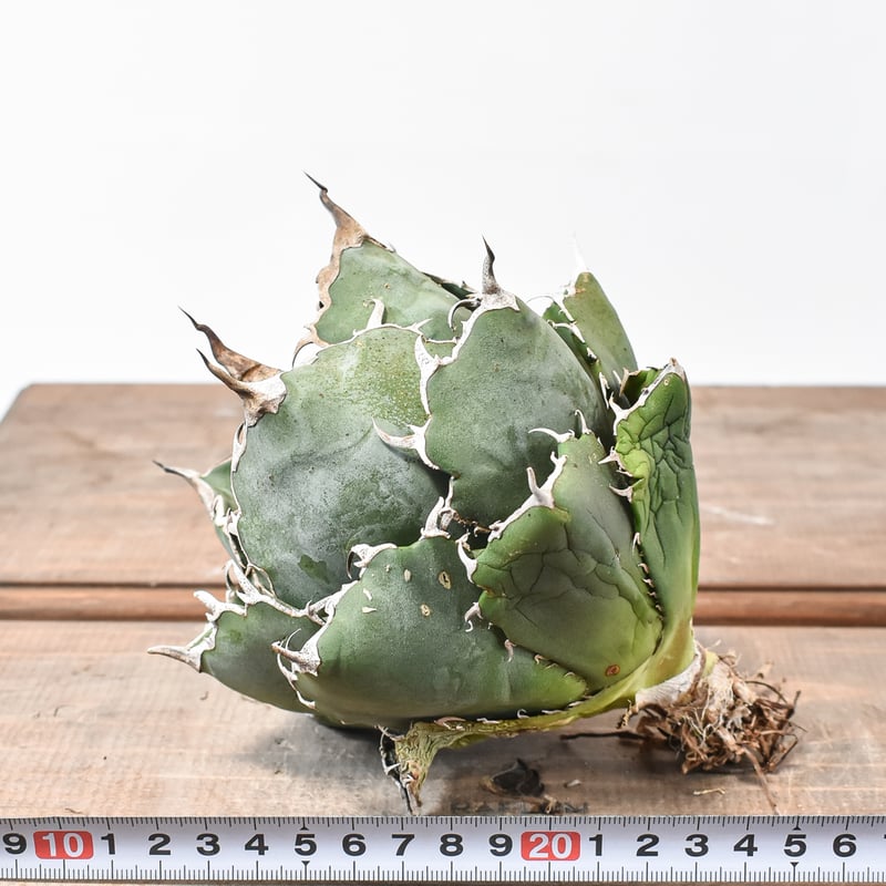 アガベ チタノタ “ボールタイプ白鯨” 【台湾 dragon agave産/発根済み