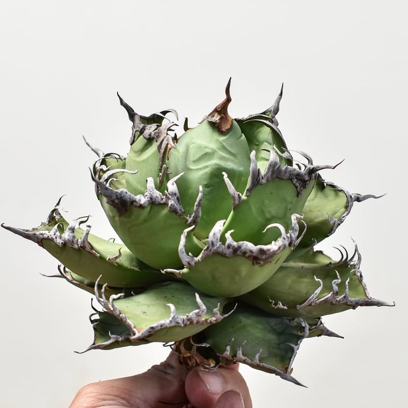 1.アガベ シーザー コンパクト抜き苗24株セット 1.アガベ シーザー