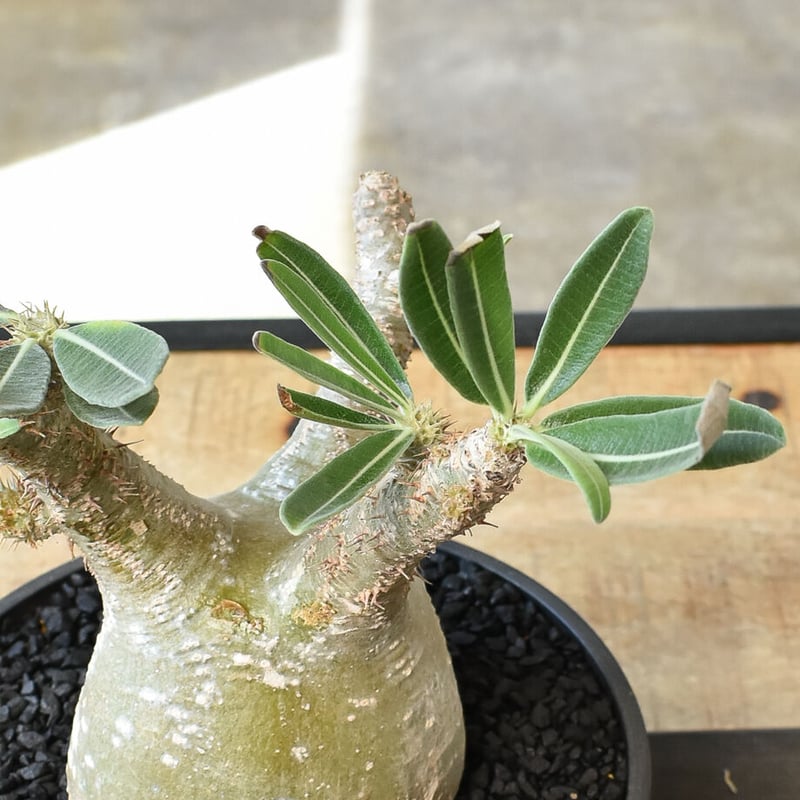 パキポディウム グラキリス (発根済み/中株) RF231205 | RAFLUM