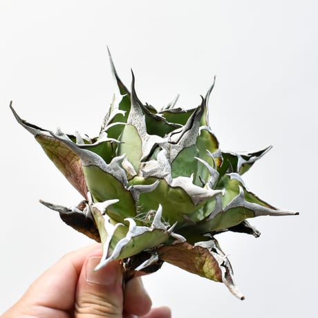 アガベ チタノタ "精品ハデス" / 精品黒帝斯、精品恐竜牙歯 【台湾 dragon agave産/中株/抜き苗】RF25011462C