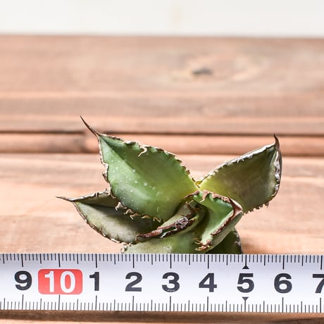 アガベ チタノタ  DENNIS040 "キングアーサー同血統"  【台湾産/抜き苗/子株】B DS2400521