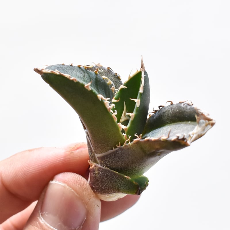 デニス　麻花　Agave タグ付き アガベ・チタノタ 麻花（芽）-016｜agave Twist Dragon/Ma Hua |