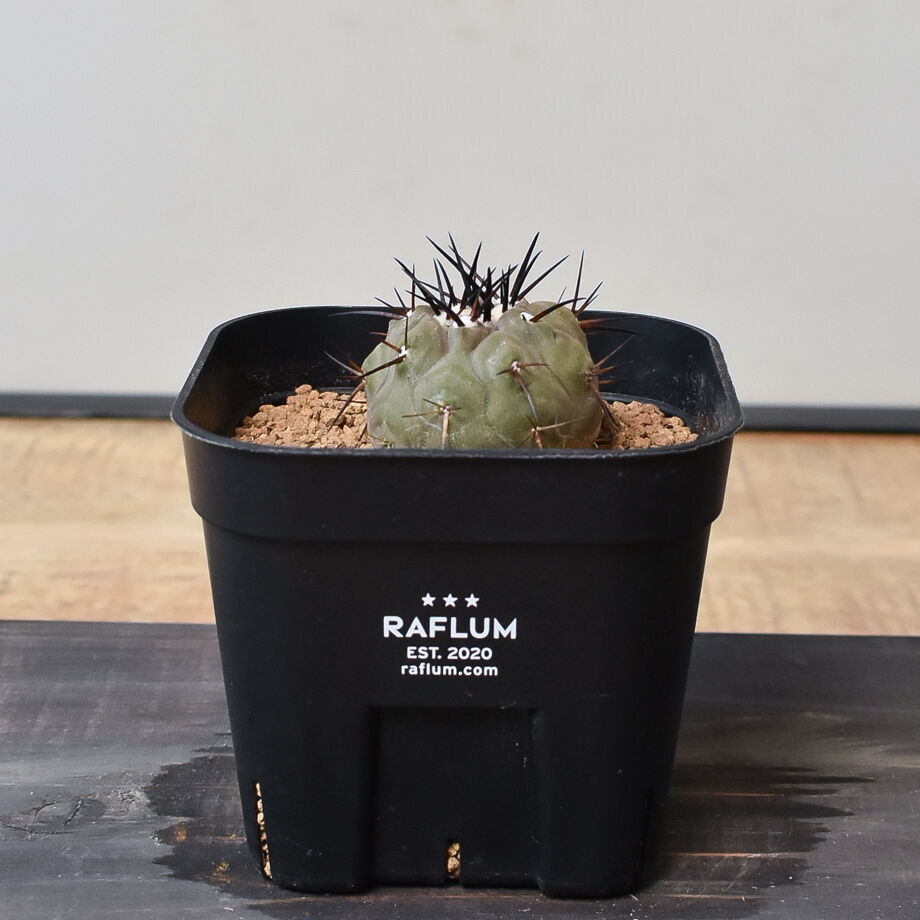 ▲Copiapoa cinerea コピアポア・シネレア 黒王丸 実生13500