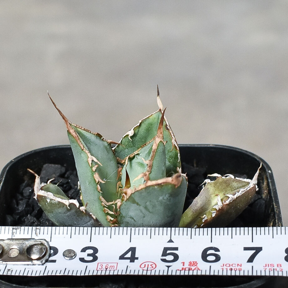 アガベチタノタFO76 アガベ チタノタ 