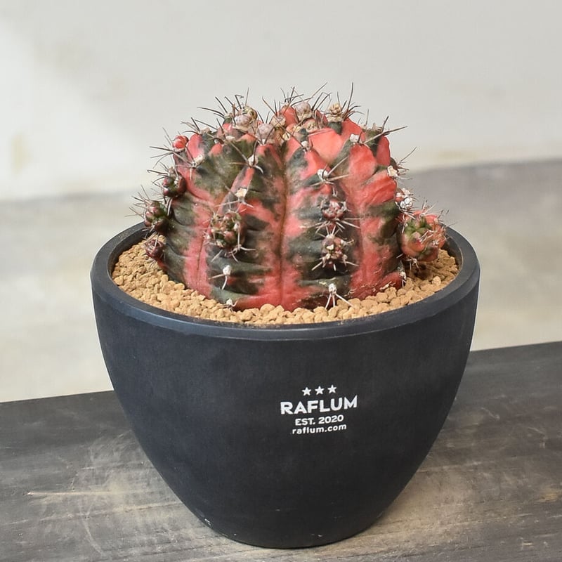 多肉植物　ギムノカリキウム　ミハノビッチ錦　微根 ギムノカリキウム ミハノビッチ 