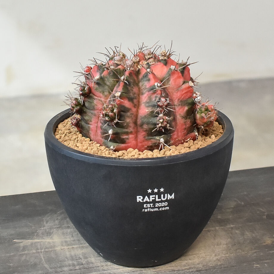 ギムノカリキウム ミハノビッチ 