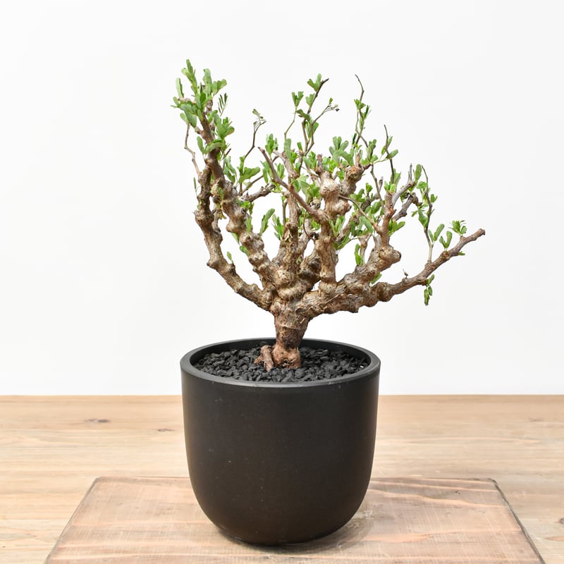 センナ メリディオナリス 【発根済み】RFKN25011193 | RAFLUM / ラフラ