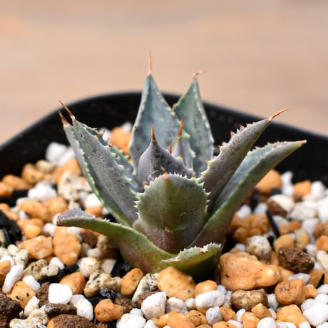 アガベ ハイブリット "邪霊" (特白肌怒雷神×血妖) 【台湾botanical_seeker産】RF25011430
